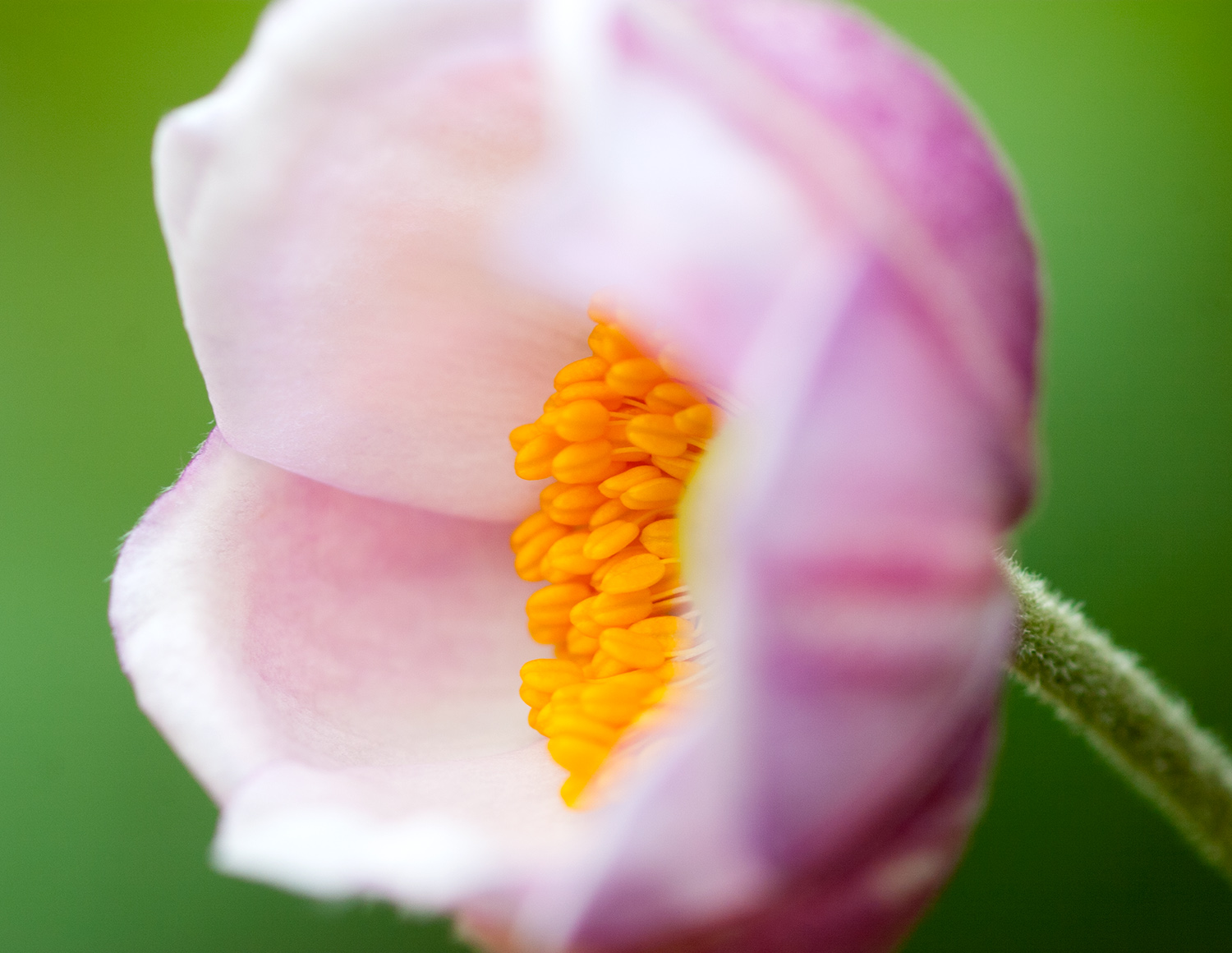 091906_TMPM_Anemonie-007.jpg