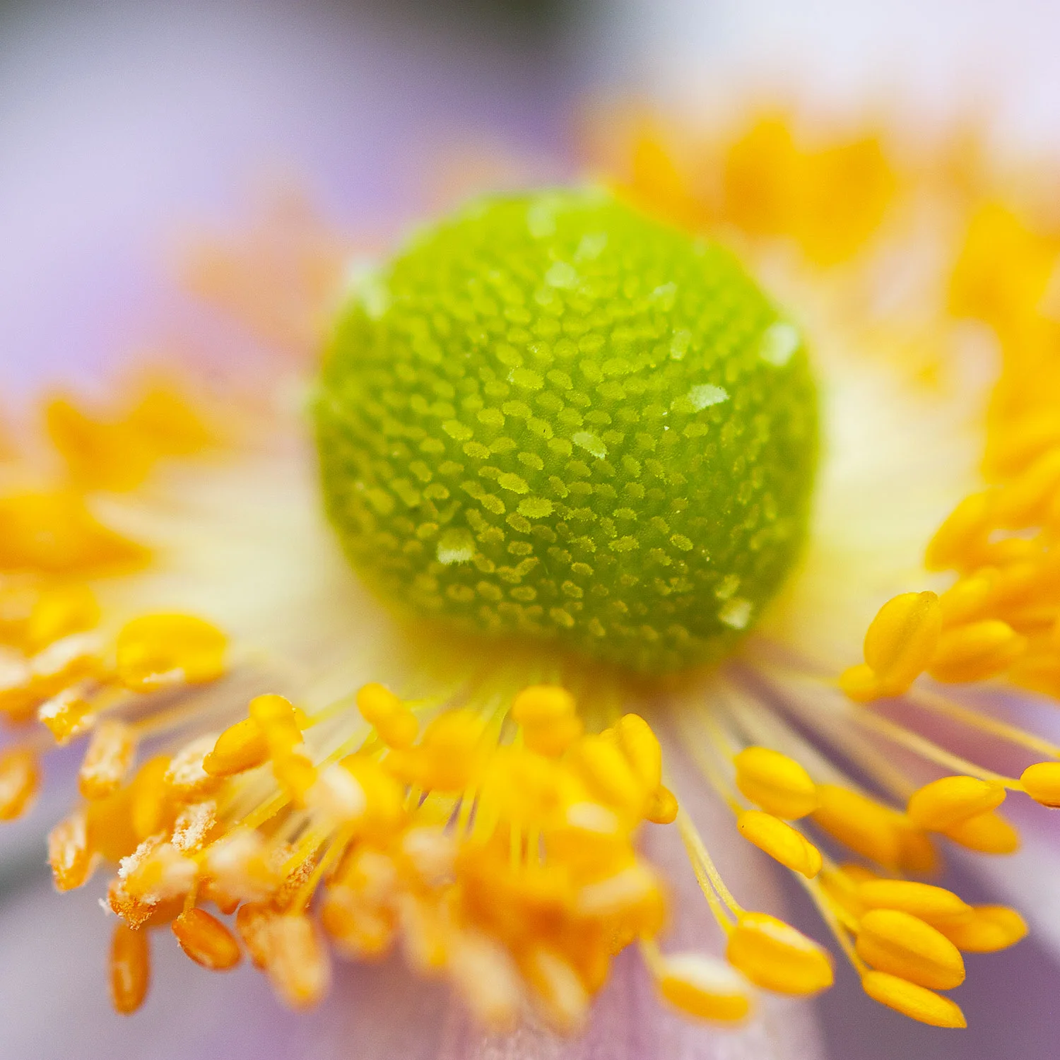 091906_TMPM_Anemonie-042.jpg