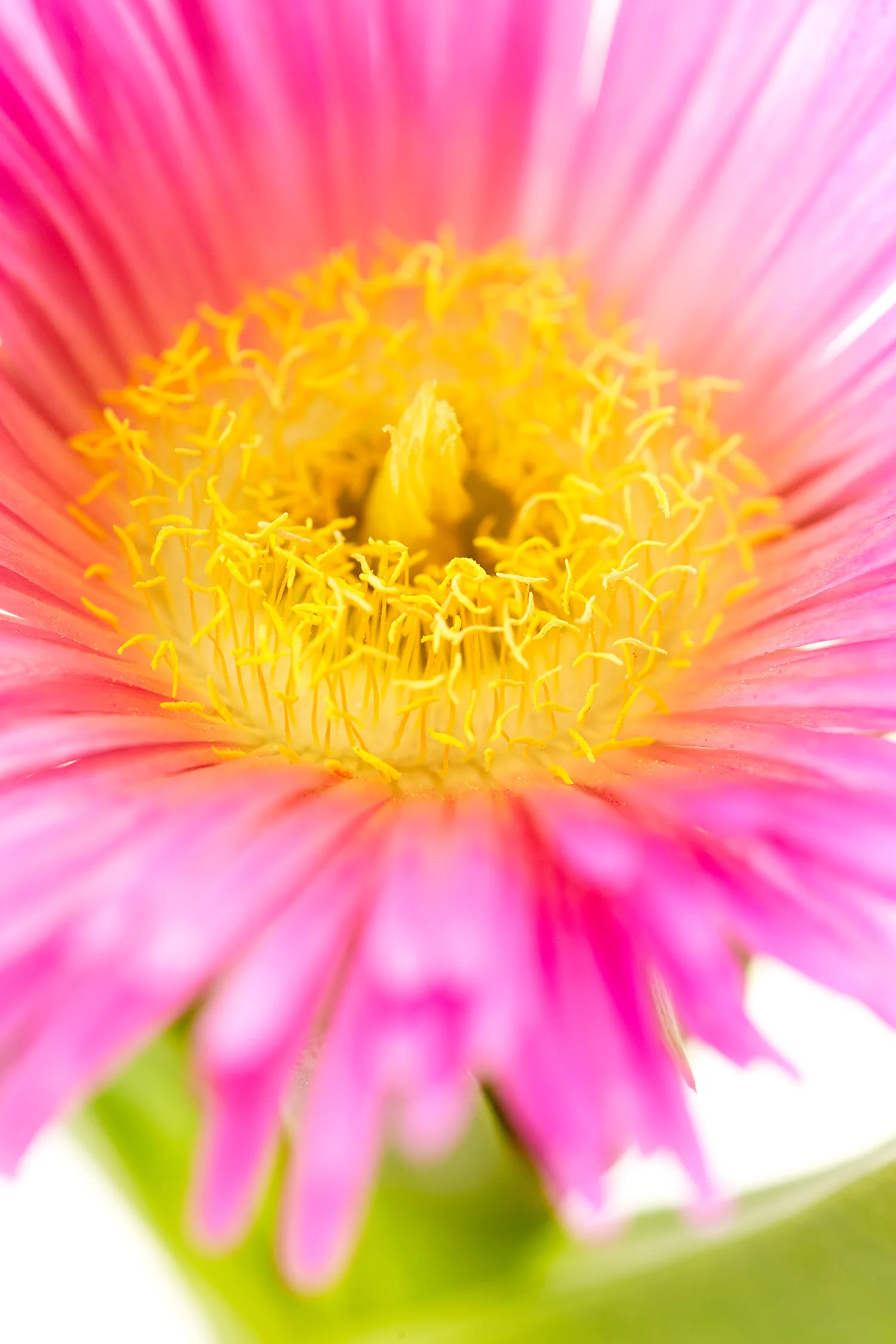 Neighborhood_Blooms_0023 1.jpg