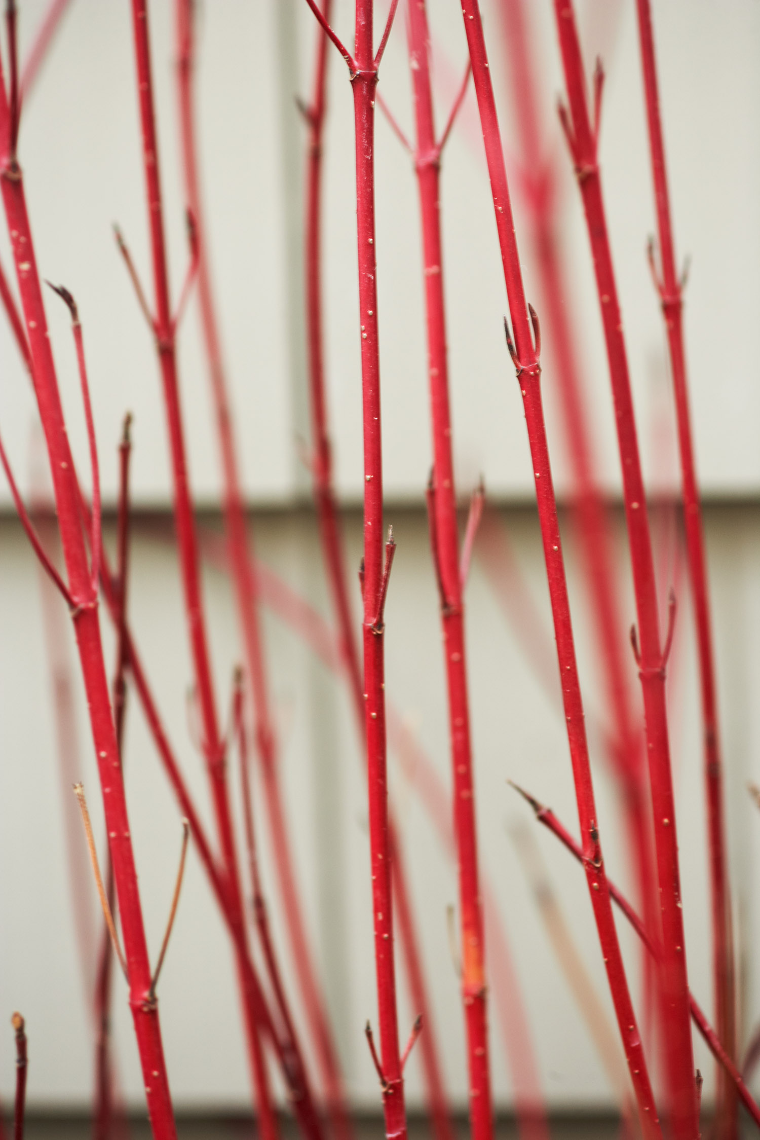 312_Nantucket_311.jpg