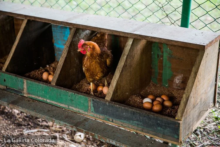 lagallinacolorada.jpg