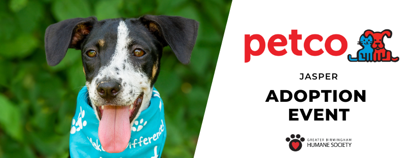 Petco Jasper Adoption Event