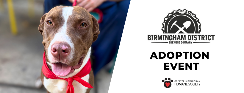 Adoption Event at District Brewing