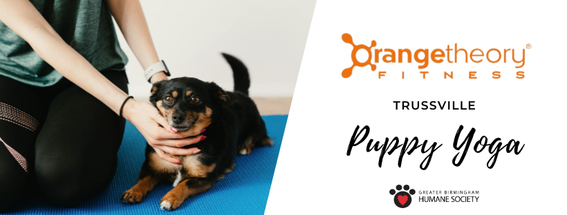 Puppy Yoga at OrangeTheory (Trussville)