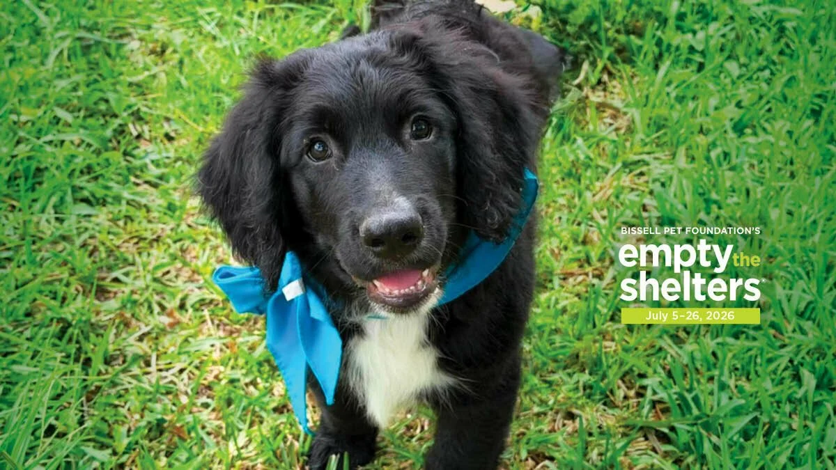 Empty the Shelters