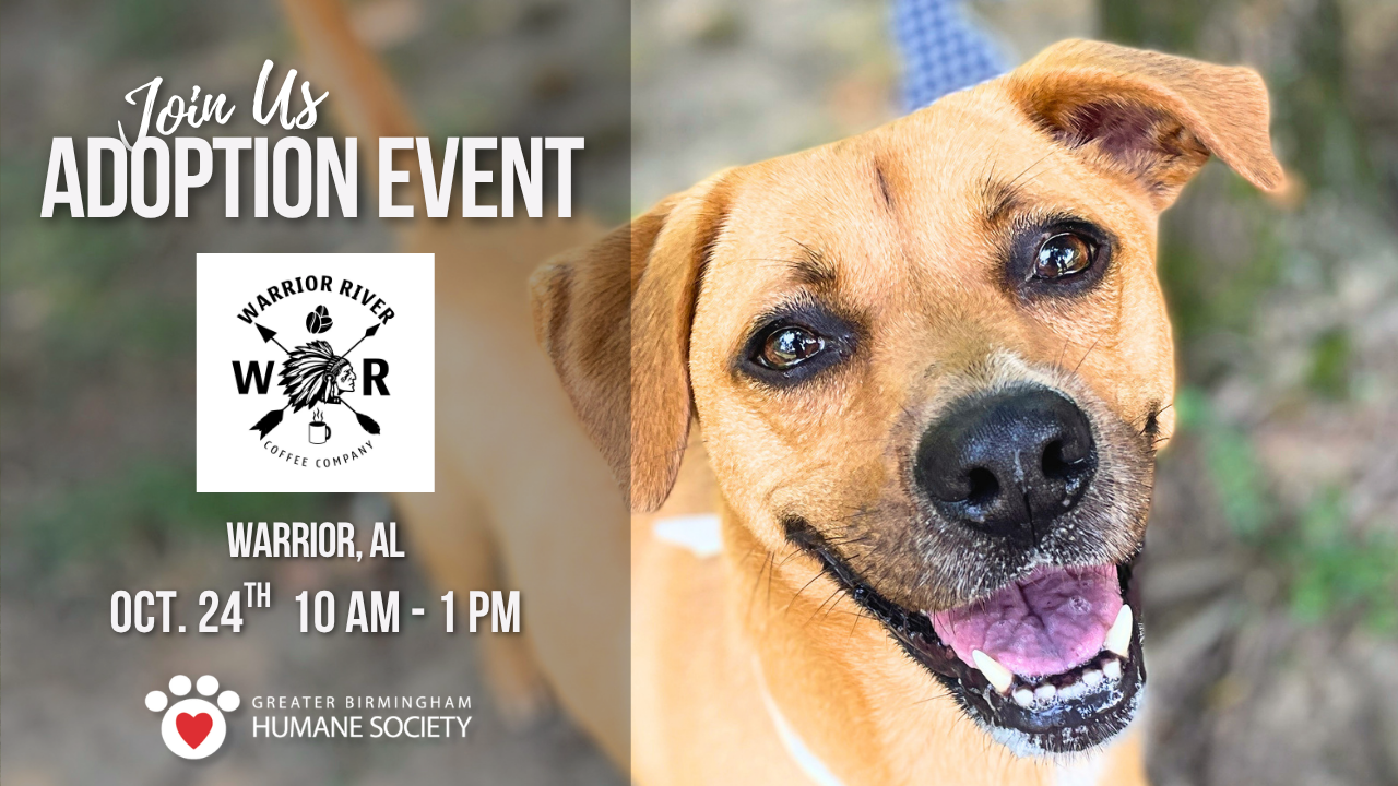 Adoption Event at Warrior River Coffee
