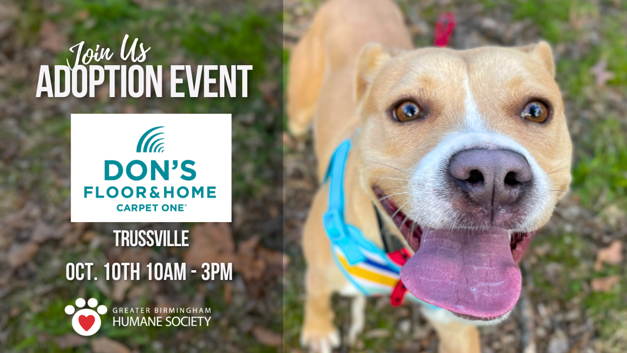 Adoption Event at Don's Carpet One in Trussville