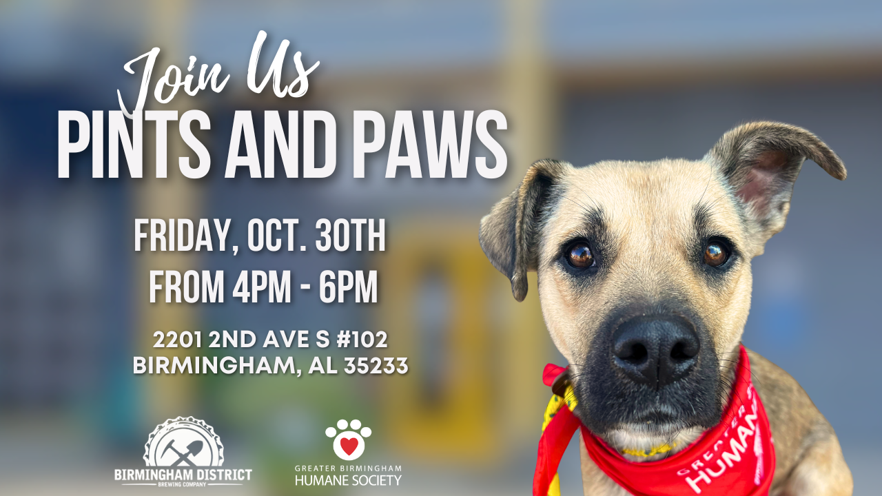 Pints and Paws at District Brewing Co.