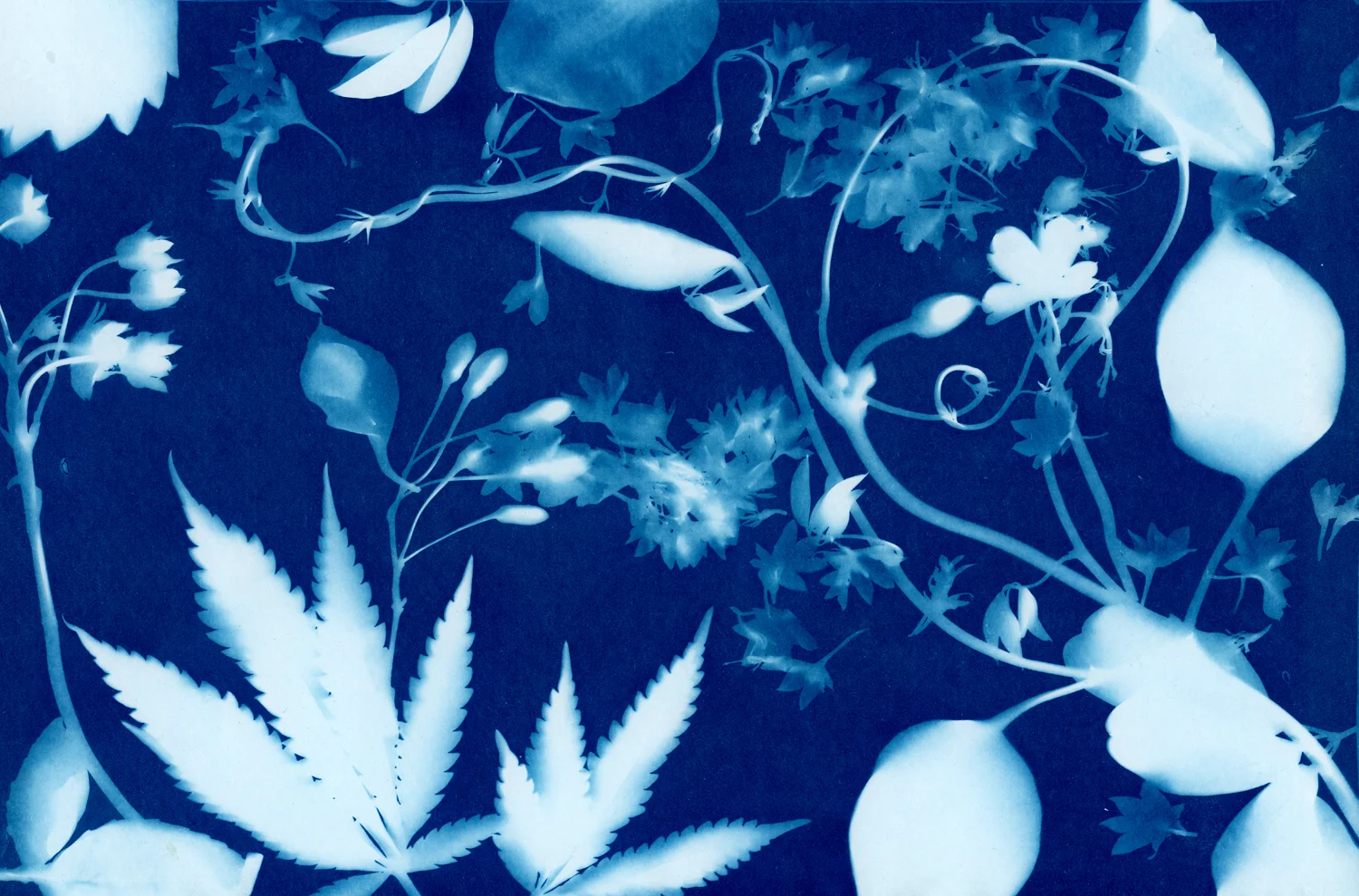 Broccoli_03_BlueDream_byAnjaCharbonneauANDFieldworkFlowers1.jpg