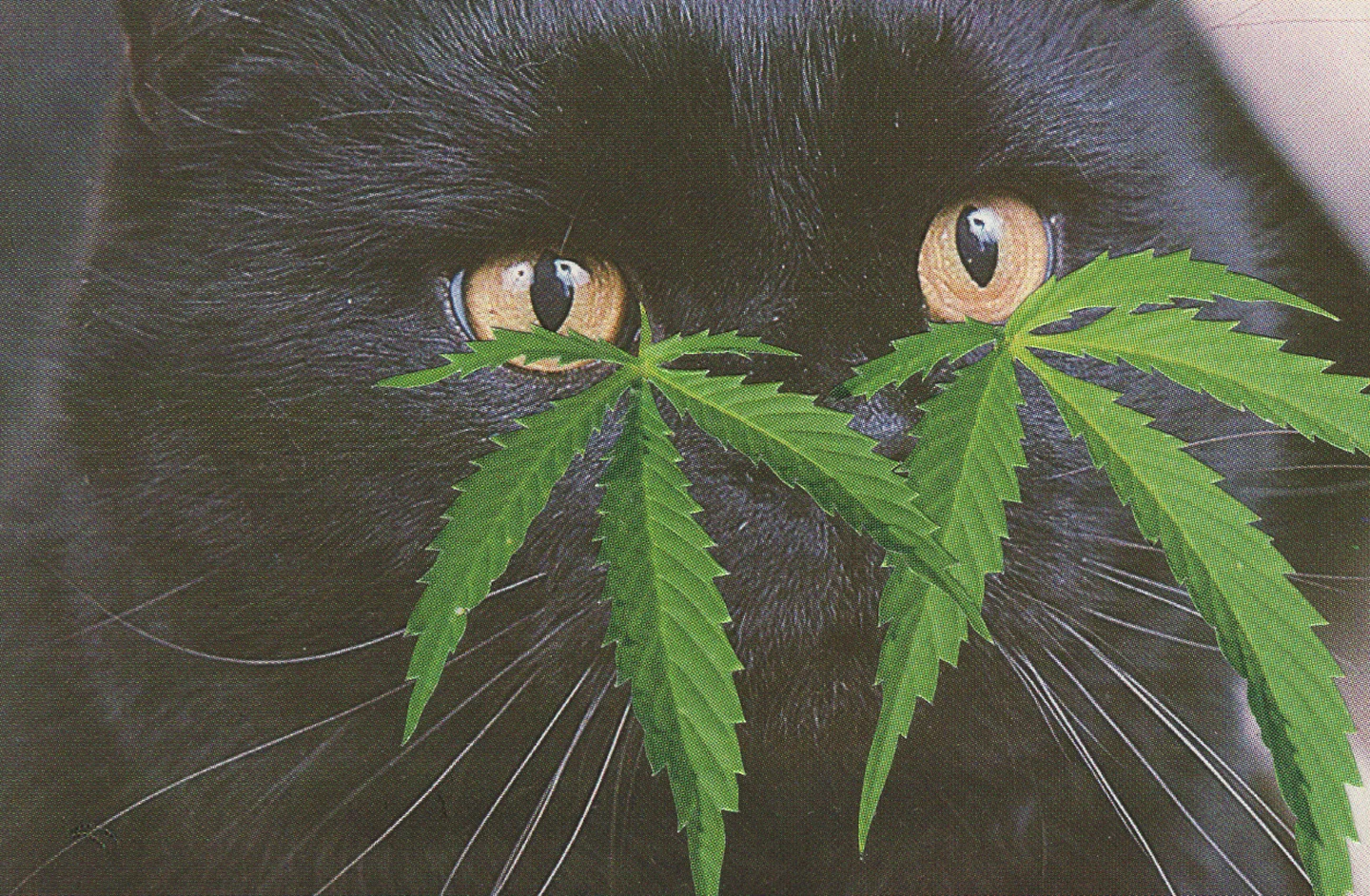 Broccoli_CatFancy_StephenEichhorn7.jpg