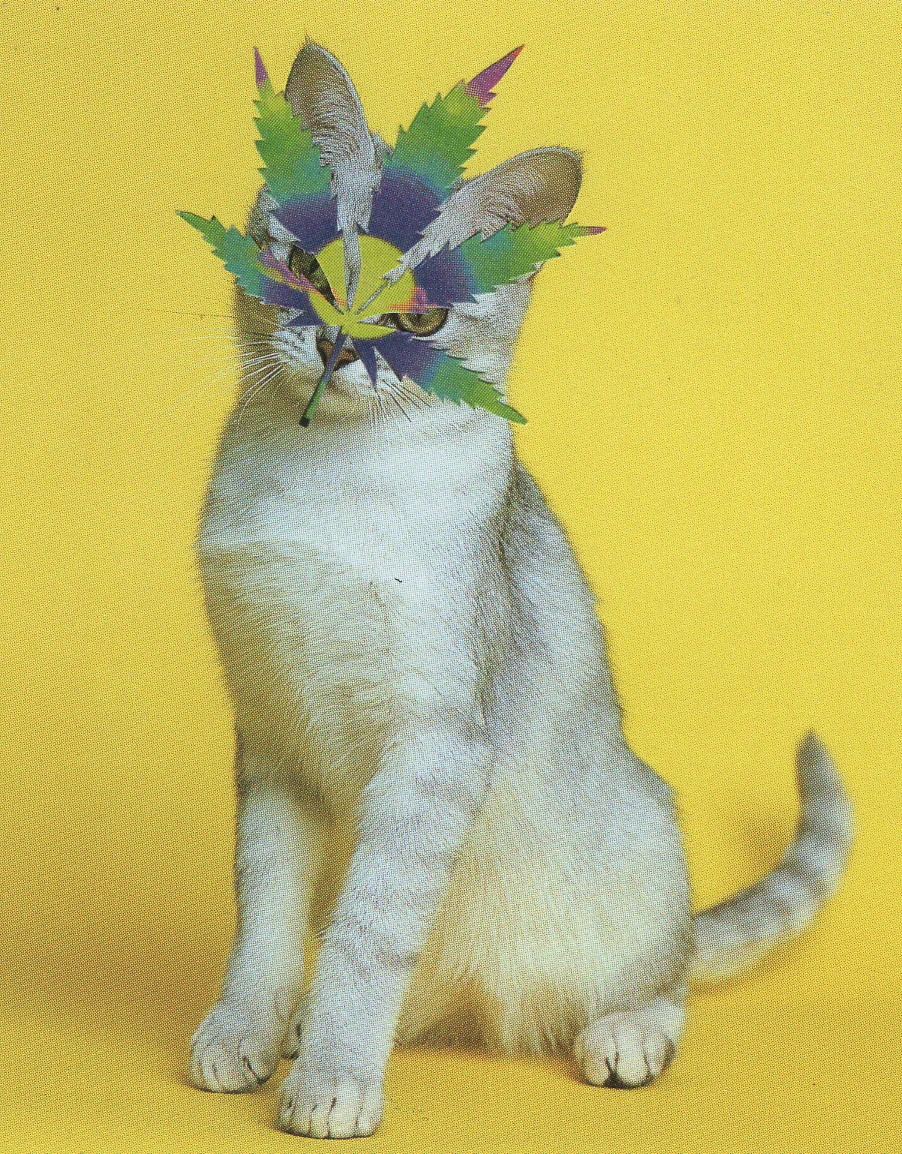 Cat cat cat cat