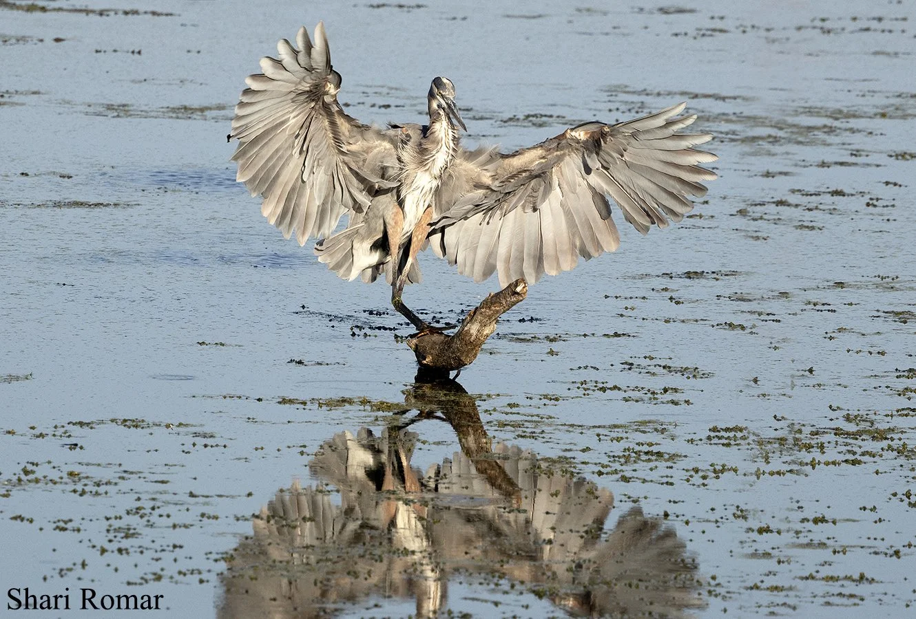 Great Blue Heron, Highland Heron Rookery, Highland, Indiana