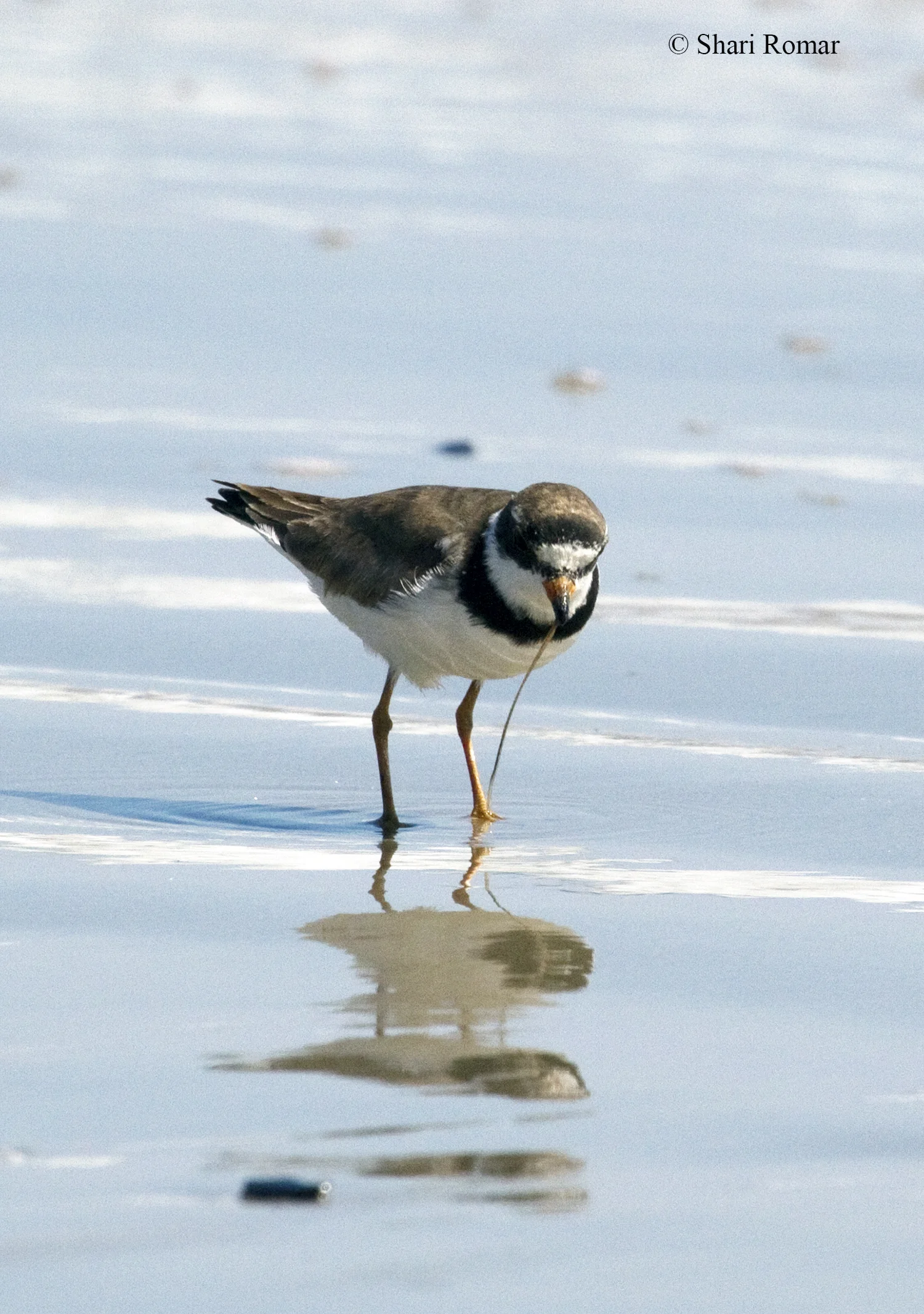 Semipalmated Plover at Arverne Piping Plover Nesting Area - Queens, NY