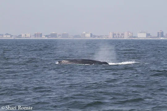 Humpback Whale