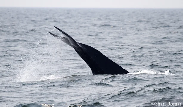 Humpback Whale