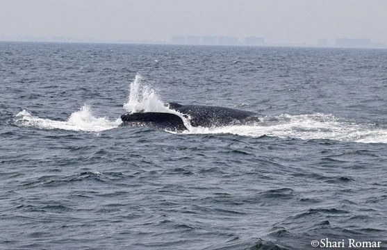 Humpback Whale