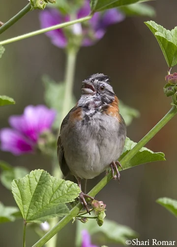 Rufous-collared Sparrow