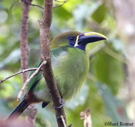 Emerald Toucanet