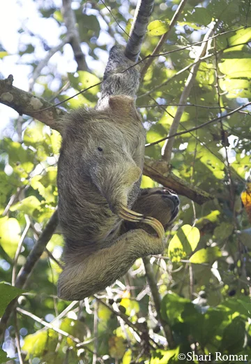 Three-toed Sloth