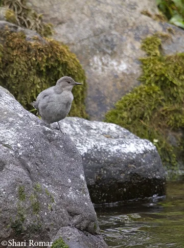 American Dipper