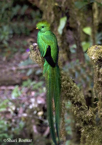 Resplendent Quetzal
