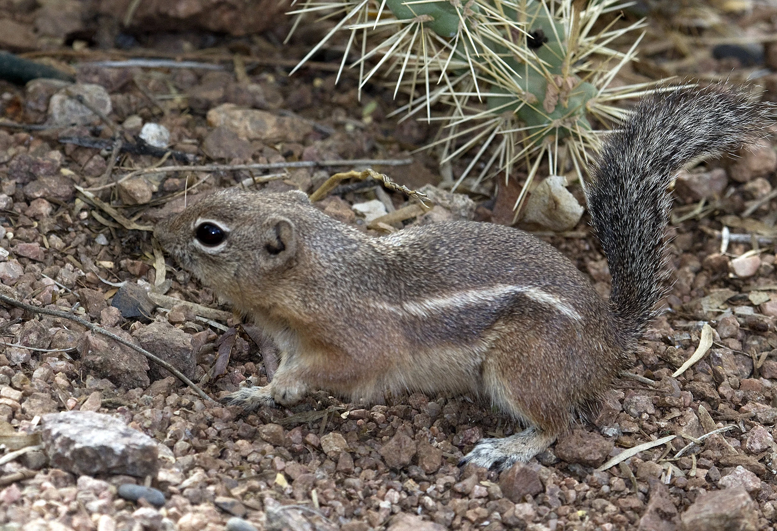 Harris Antelope Squirrel