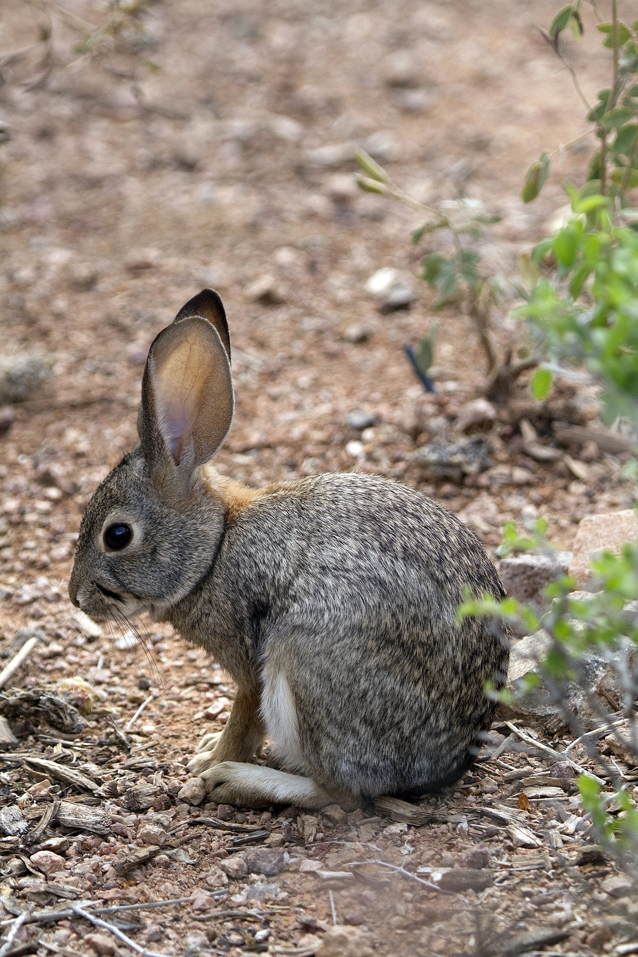 Desert Cottontail Rabbit