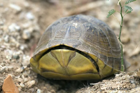 Turtle (species unknown)