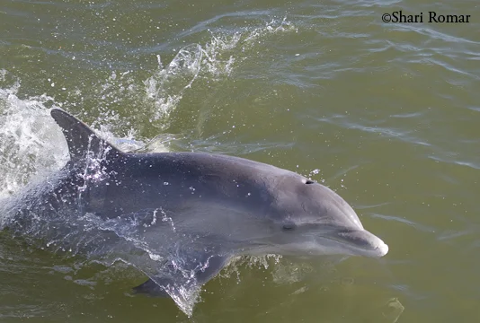 Bottlenose Dolphin