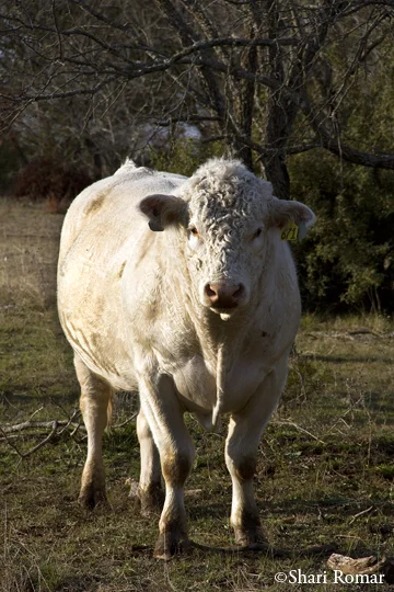 Texas Cow