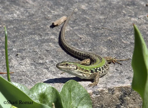 Italian Wall Lizard
