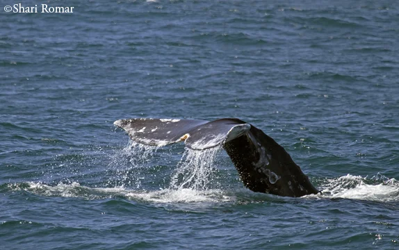 Gray Whale