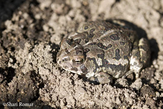 Fowler's Toad