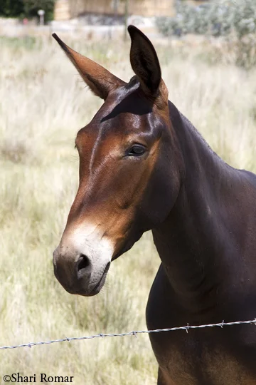 Mule