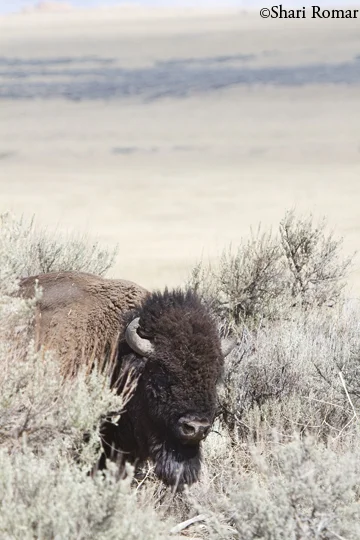 American Bison