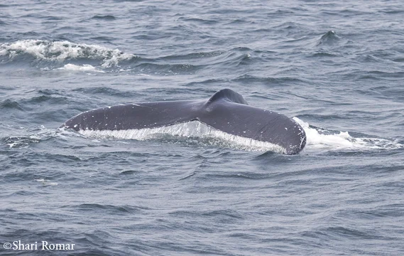 Humpback Whale
