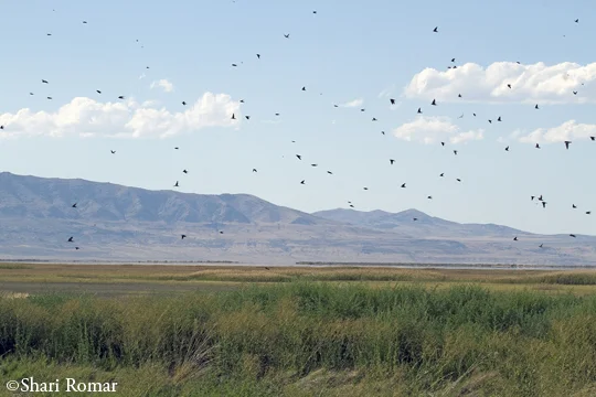 Bear River National Wildlife Refuge, Utah