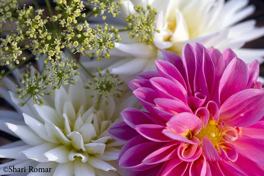 Dahlia Arrangement