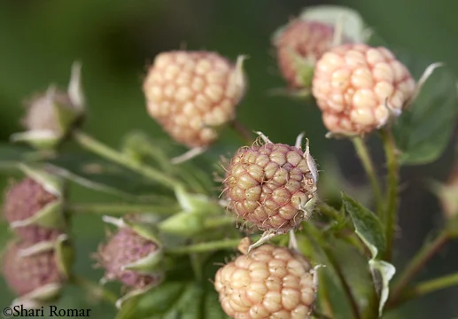 Raspberries