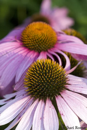 Purple Coneflower