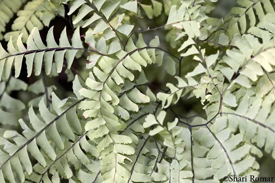 Northern Maidenhair Fern