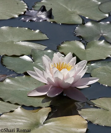 Water Lily