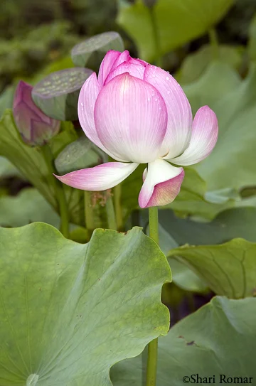 Lotus Flower