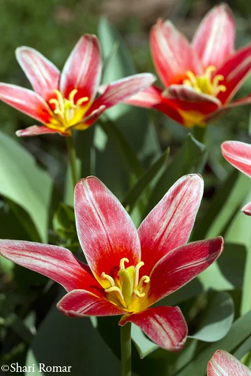 Tulips