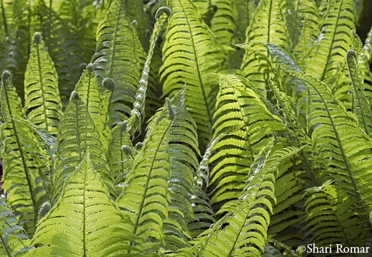 Ferns