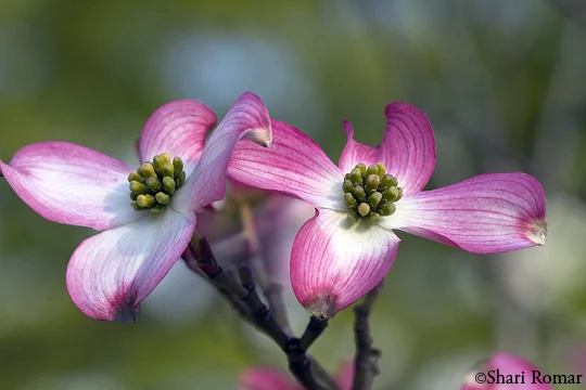 Dogwood