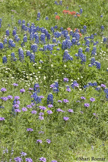 Texas Wildflowers