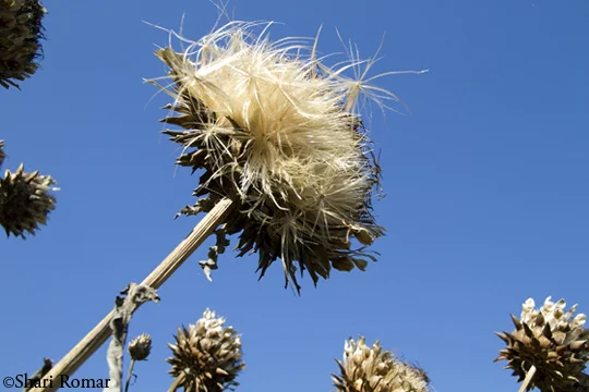 Seedheads