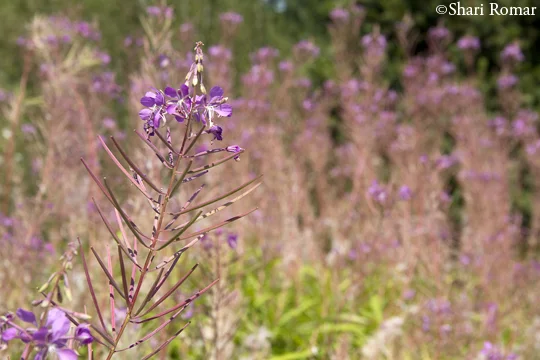 Utah Wildflowers