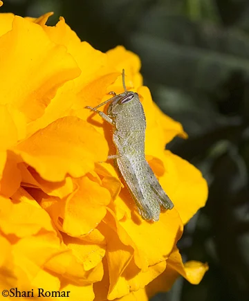 Grasshopper